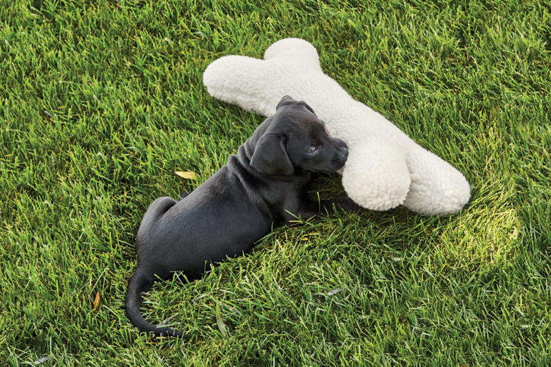 Fleece Dog Bone -  image number 2