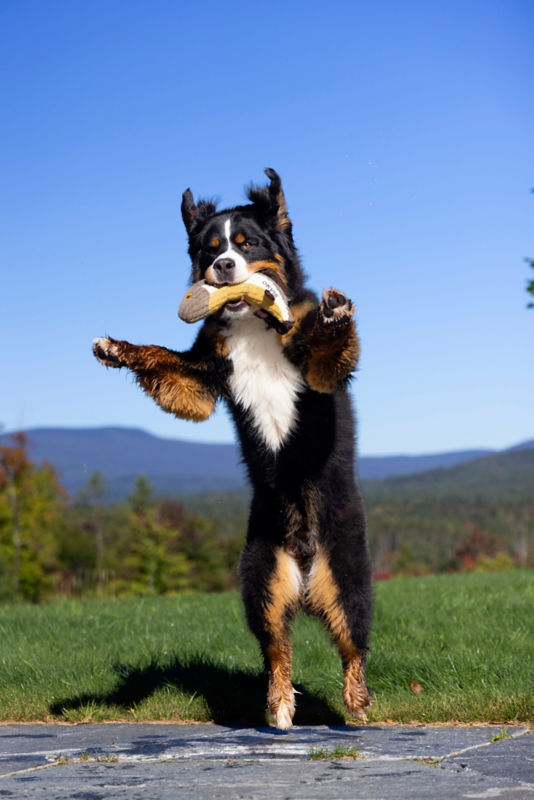 A Bernese Mountain Dog jumps to catch a toy.