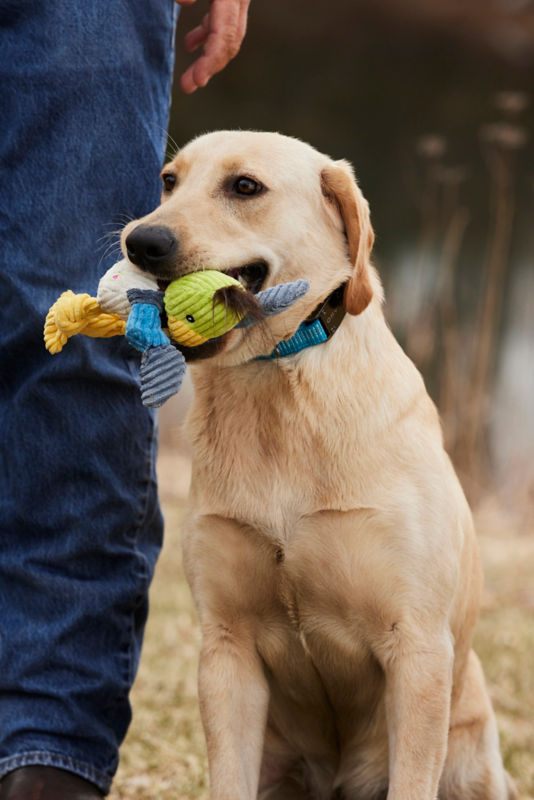 A yellow lab sitting the grass with an animal squeaky toy in its mouth