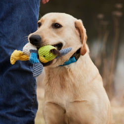 A yellow lab sitting the grass with an animal squeaky toy in its mouth