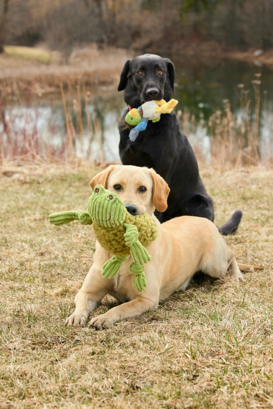 Two dogs with their Animal Squeaky Toys.