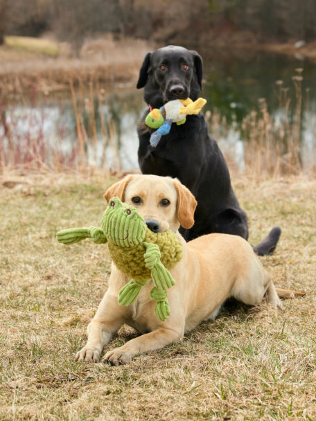 Two dogs with their Animal Squeaky Toys.