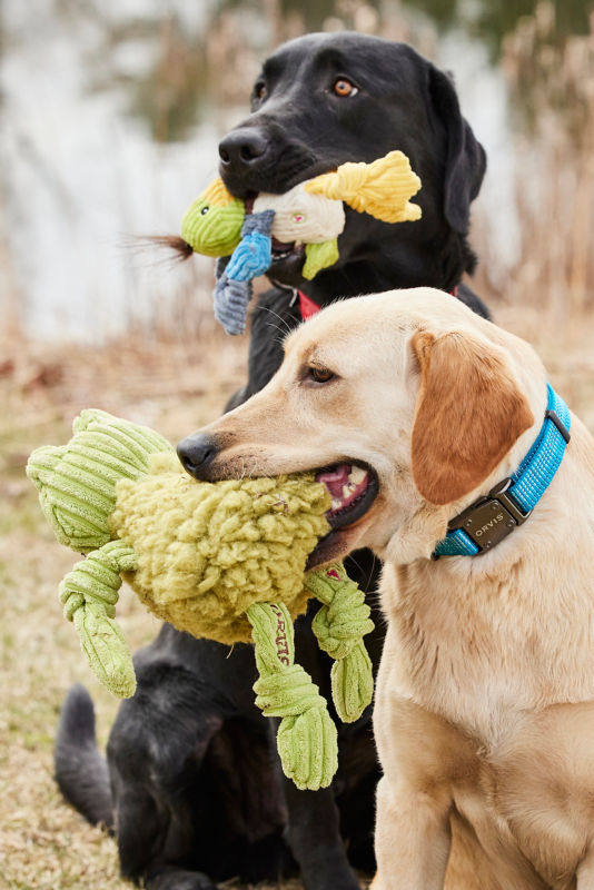 Two dogs stand next to each other holding stuffed animals.