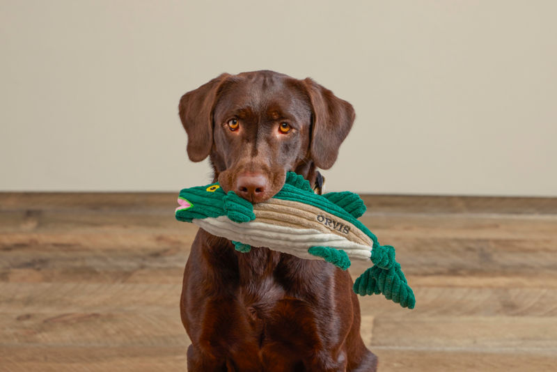 A brown Labrador with a green corduroy fish toy in their mouth.