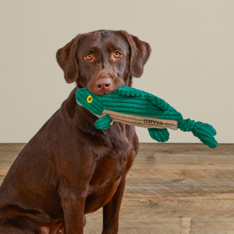 A goofy brown lab sits on a wooden floor with a green fish toy in their mouth.