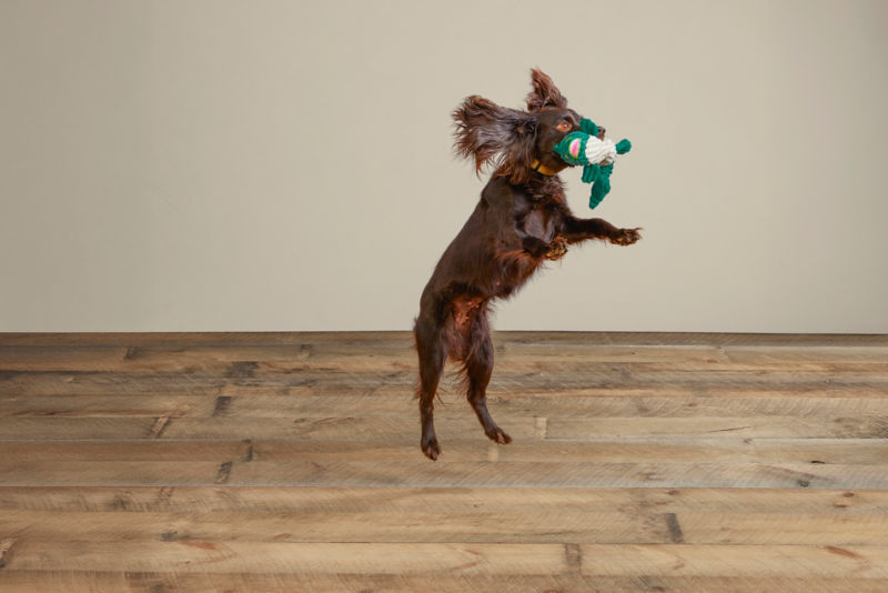 Animal Squeaky Toys - LARGEMOUTH BASS image number 3