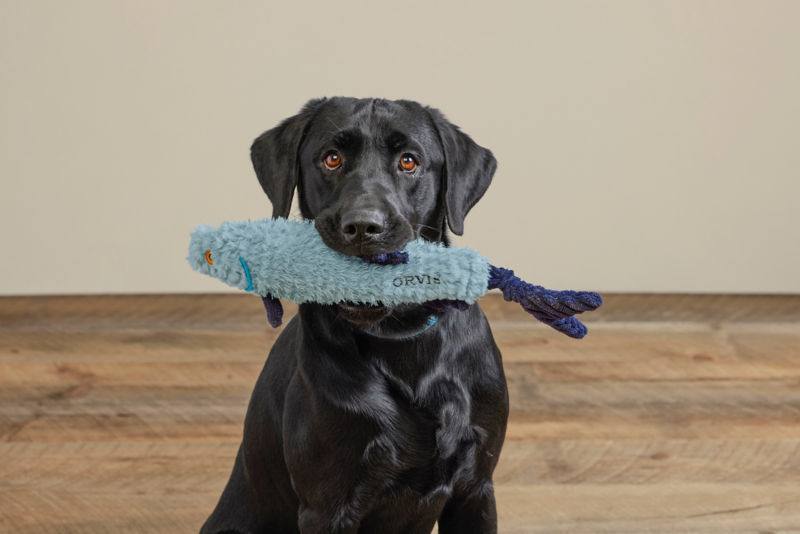 A black dogs holds a blue stuffed fish.
