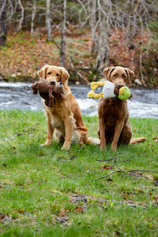 Two golden retrievers sitting in the green grass with plush toys in their mouths