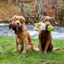 Two golden retrievers sitting in the green grass with plush toys in their mouths