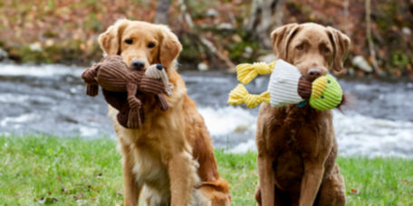 Two dogs holding their stuffed toys