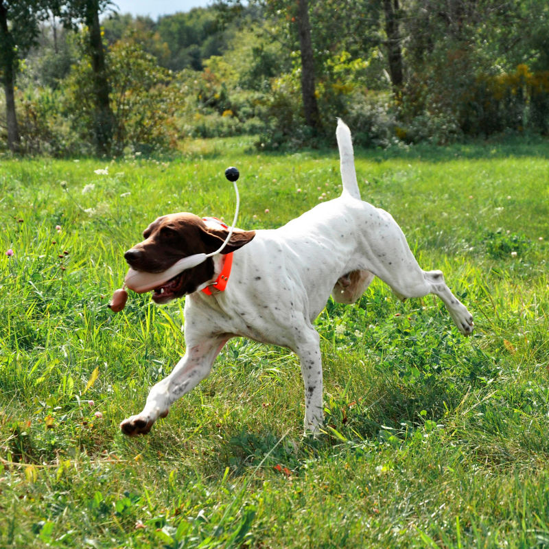 Game-Bird Training Dummy - PHEASANT image number 1