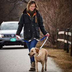 A woman wearing a field coat out walking her yellow lab on a reflective leashon the road
