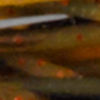 Silicone Legs - ORANGE