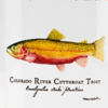 Angler&rsquo;s Pint Glass - CUTTHROAT