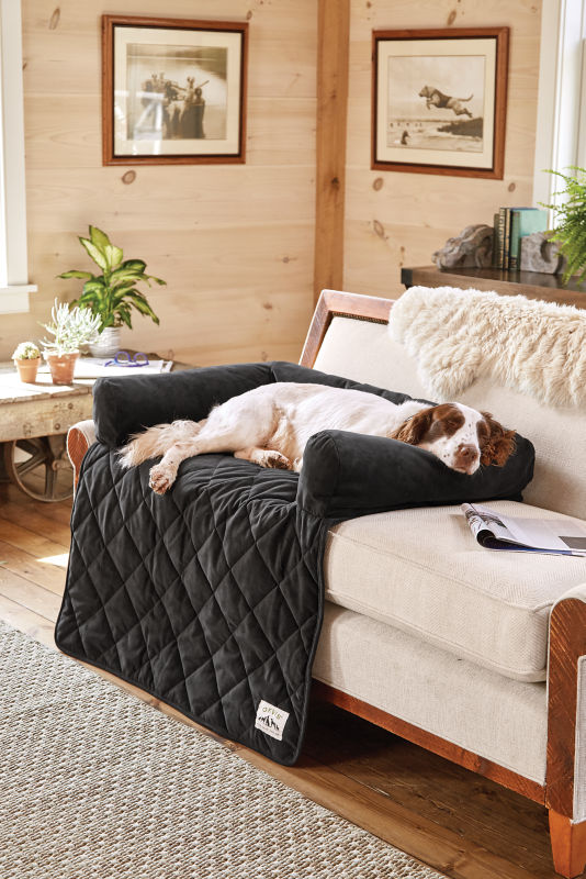 A brown and white dog asleep on a black furniture protector on a couch