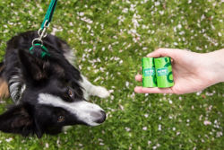 A black and white dog being shown green poop bags