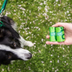 A border collie on a green leash looks up at its owner holding waste bags in their hand