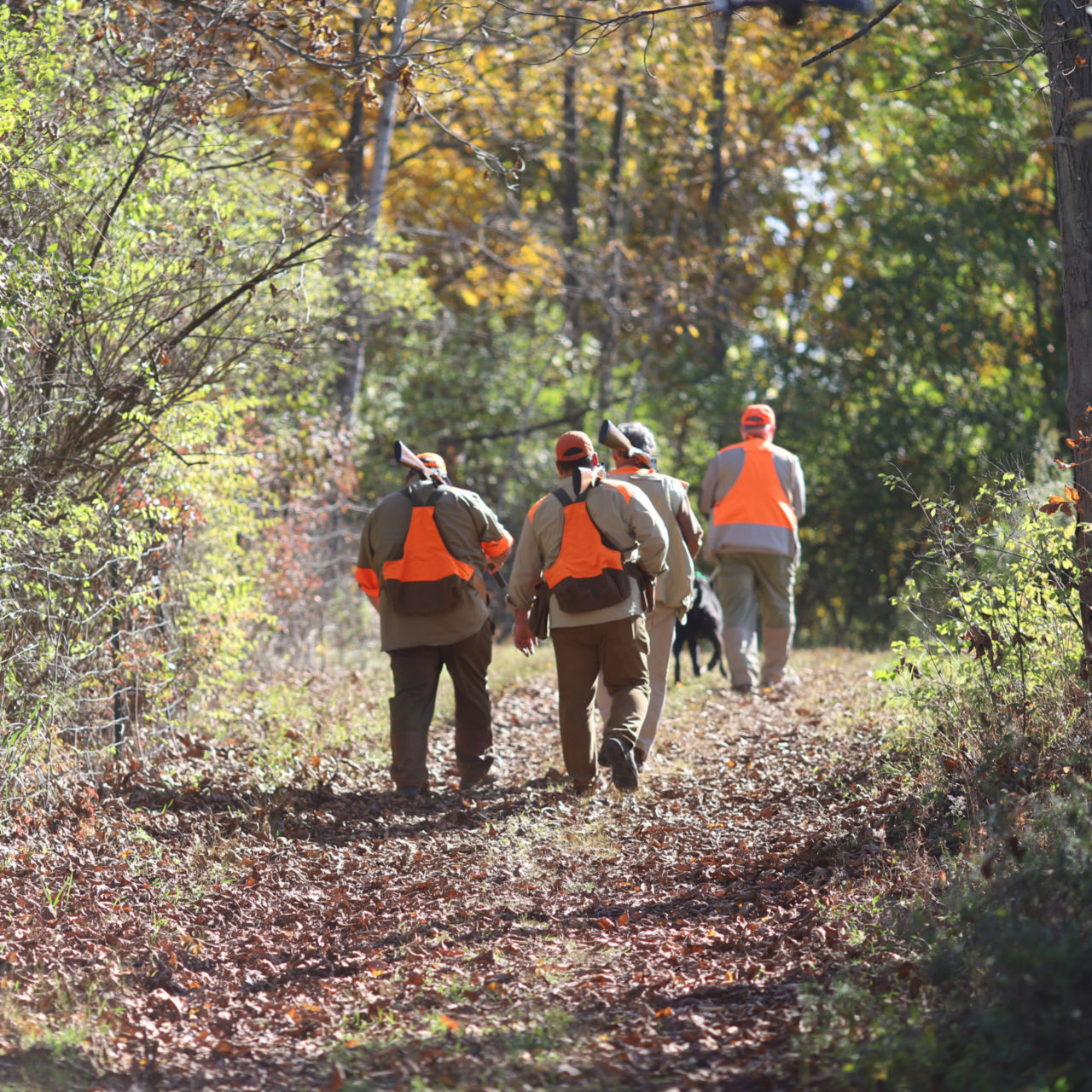 Complete Upland Hunting School at Orvis Sandanona, New York / 1-Day School -  image number 3