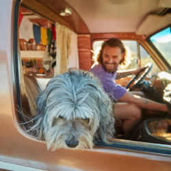 A dog sitting in front seat of van peeking her head out the window.