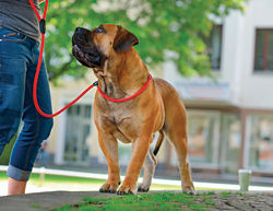 A beefy brown dog wearing a red collar and leash