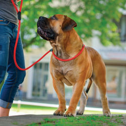 A beefy brown dog wearing a red collar and leash
