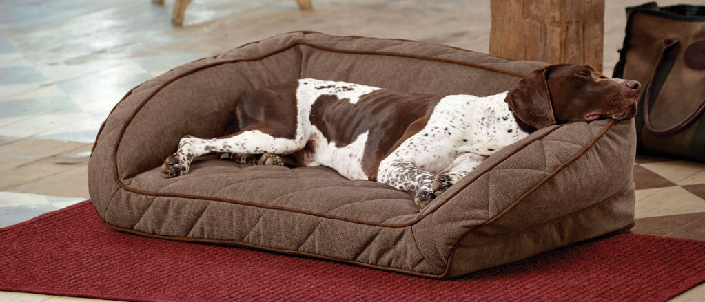 A liver and white hunting dog sleeps on a brown couch bed.