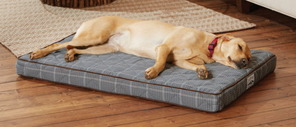 A dog asleep on an Orvis Platform dog bed