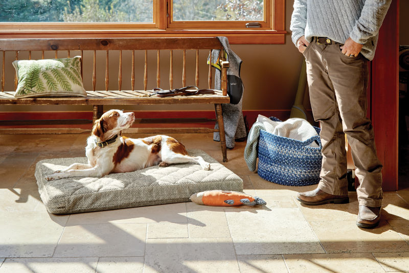 A liver-and-white bird dog lays on its bed looking over its shoulder