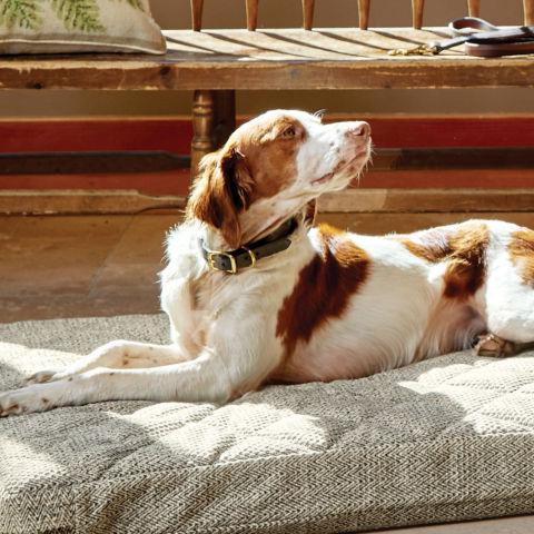 A liver-and-white bird dog lays on its bed looking over its shoulder