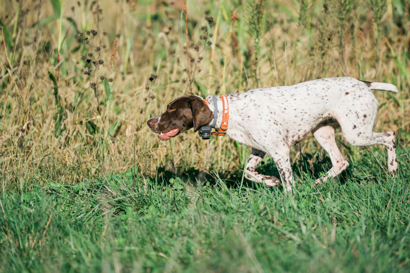 Heritage 1865, Upland Bird Hunting Preserve, IA -  image number 3