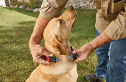 A man putting on a flea collar on his dog