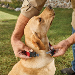 A man putting on a flea collar on his dog