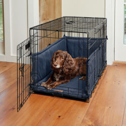 A brown dog laying in a padded dog crate inside a home