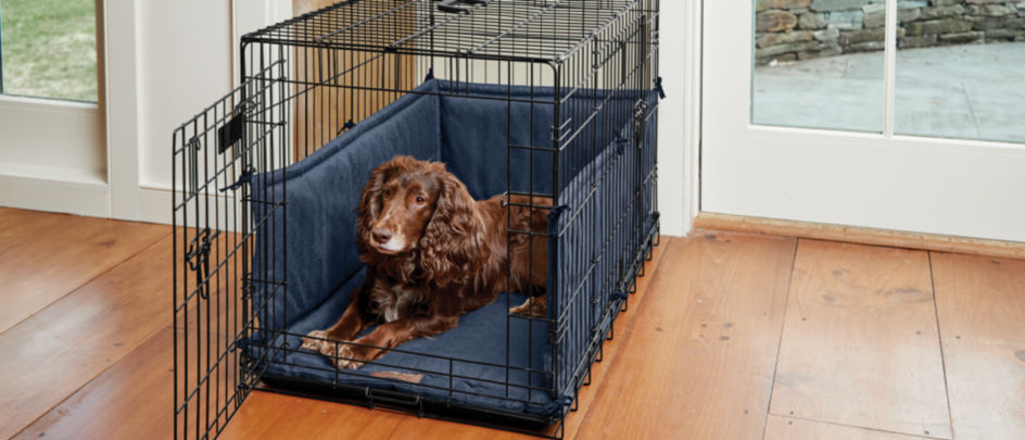 A brown dog inside a crate in a home