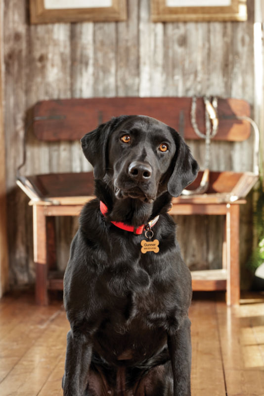 A black dog sitting wearing a red collar with an ID tag.