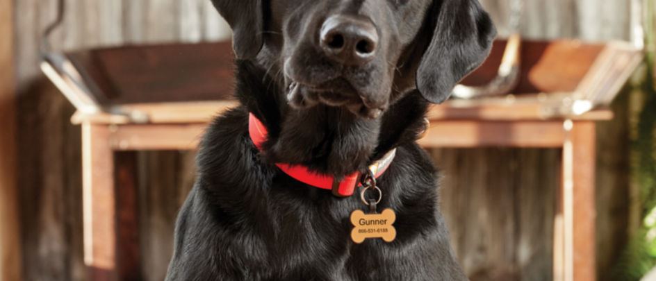 A black dog sitting wearing a red collar with an ID tag