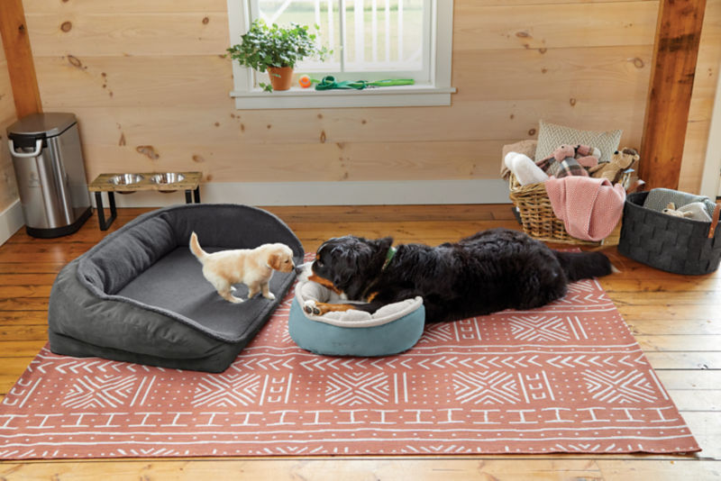 A puppy in a large dog bed and a large dog in a small dog bed