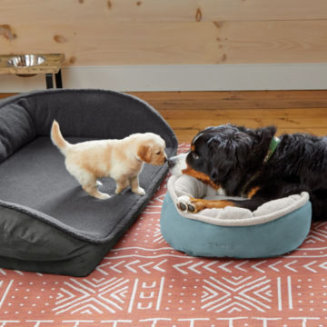 Two dogs boop their noses as they lay on each other's beds.