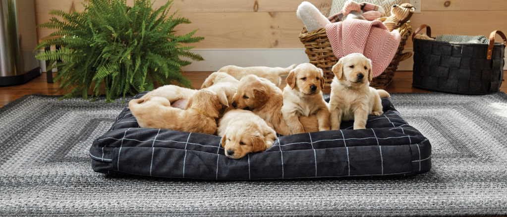 A pile of yellow lab puppies on an Orvis dog bed