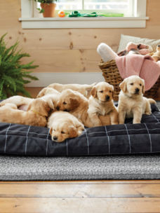 A group of puppies piled on a dog bed