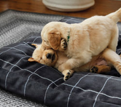 Puppies playing on a dog bed