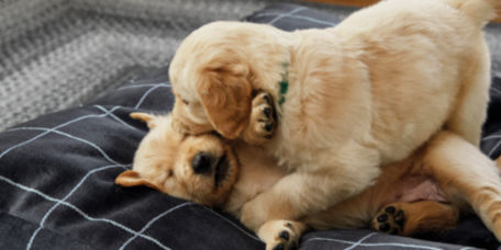 Two puppies playing on an Orvis Dog Bed