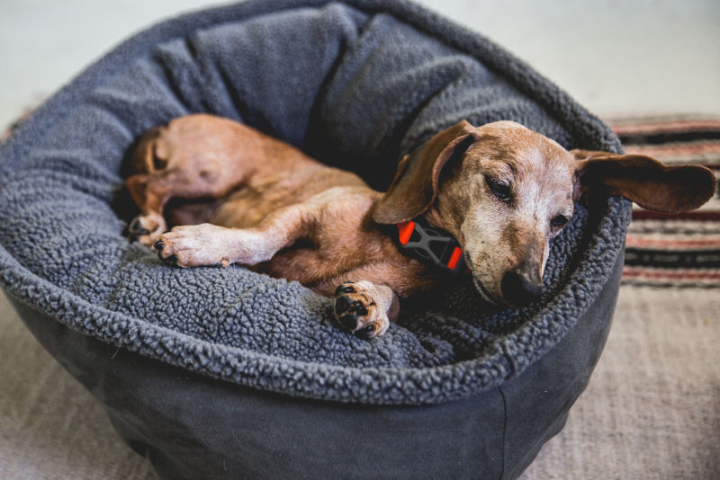 Beds for older store dogs