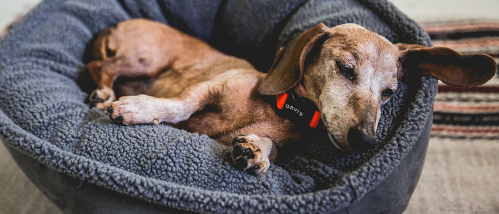An elderly dachshund in a red collar sleeps soundly in a round memory-foam dog bed.