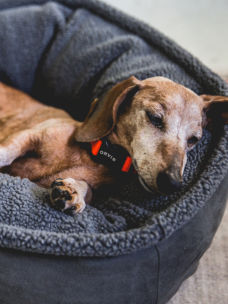 A little brown dachshund laying on an Orvis dog bed