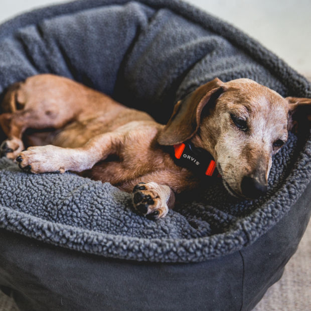 An elderly dachshund in a red collar sleeps soundly in a round memory-foam dog bed.