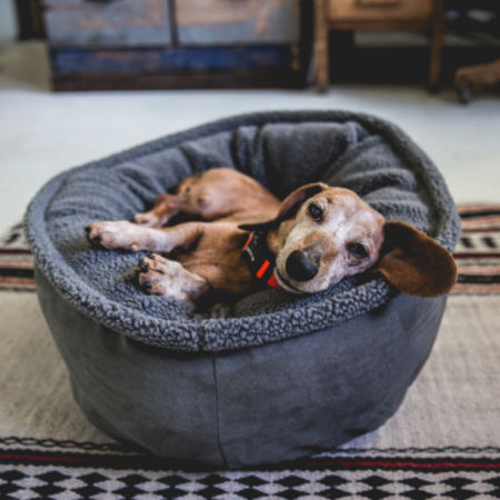 An old dog is about to fall asleep in their dog bed