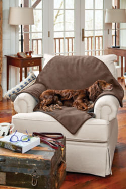 A brown dog sitting on a chair in a living room