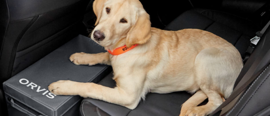 A yellow lab resting on a Backseat Extender with Storage