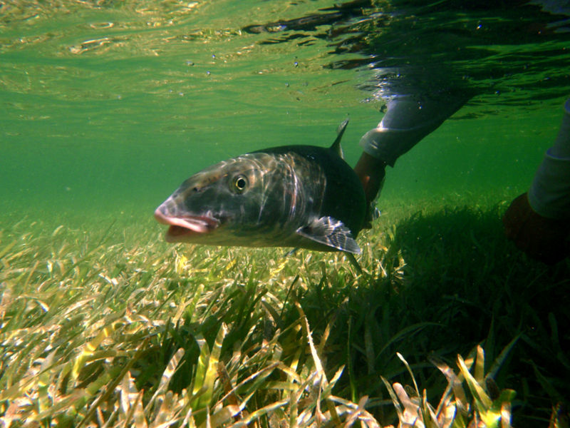 Capt. Raul Montoro -  image number 2